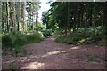 Another view of the Gloucestershire Way through Rodmore Grove