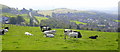 Cattle at Kirk Hill