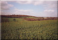 Rape fields near Madehurst, West Sussex