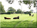 Cows in a field near Daffy Green