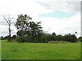 Small copse with an owl box