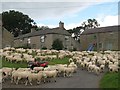 Sheep at Chesterwood