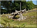 Old Tree at The Holm farm