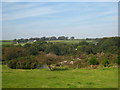 Mine burrow at Wheal Plenty