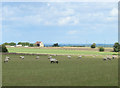 2010 : Harcombe Farm, flying the Union Flag