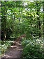 Path in Wallingwells Wood