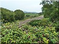 Railway line - with blackberries to pick