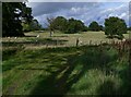 Grazing sheep near Trimpley Lane