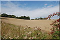 Crop field near Hookers Wood