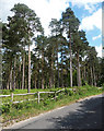 Woodland near Graffham