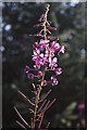 S6739 : Sunlit  Willowherb by kevin higgins