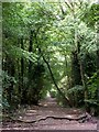 Footpath through Windmill Wood