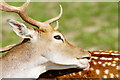 TQ3643 : Fallow Deer at the British Wildlife Centre, Newchapel, Surrey by Peter Trimming