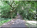 Path through Southampton Common