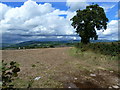 Field and tree, near Pen-y-lan