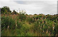 A patch of willowherbs