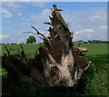 Tree stump near Taylor