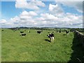 Herd of Dairy Cattle near Dryburgh