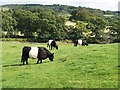 Field of Belted Galloway cattle near Nether Glenlair