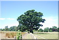 Tree by the footpath west of Birling Rd