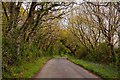 Tree covered road