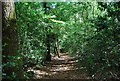 Footpath to Grayshott near Stoney Bottom