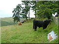 Cattle at Auchtenny