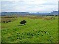 L9575 : Fertile grazing land near Carrowkennedy by Keith Salvesen