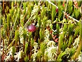 NX2188 : Mosses and cranberries by Harriet Ellis