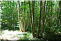 Coppiced trees, Little Ryarsh Wood