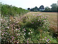 Buttington church from Offa