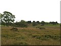 Rough pasture near Risk Farm