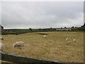 Sheep Grazing at Novia Farm, Yeadon