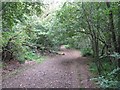 Ancient track in Calder Woods