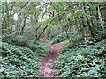 Brambles beside a path through Mousehold Heath