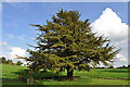 Lone tree at Sevenhampton church