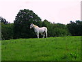 Grazing near Stourton Caundle