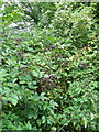 Elderberries, Plumley Wood