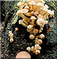 Fungus, Huntly, Banbridge (29)