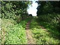 Track through the woodland