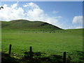 Grazing lands at Minto Hills