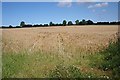 A Field of Barley