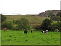 Cattle, Haywood