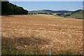 Field of Barley