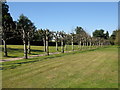 Avenue of pollarded trees leading to All Saints church