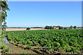 Fields at Ilketshall St Laurence