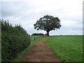 Footpath From Marston