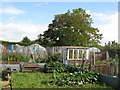 NY6963 : Haltwhistle Allotments by Mike Quinn
