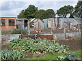 Haltwhistle Allotments (3)