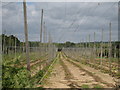 TQ8128 : Hop field by Oast House Archive